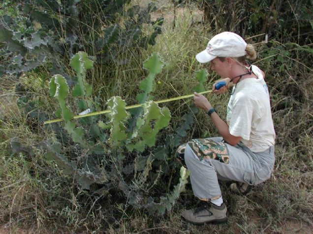 Michelle measuring euphorbia